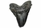 Fossil Megalodon Tooth - South Carolina #328777-1